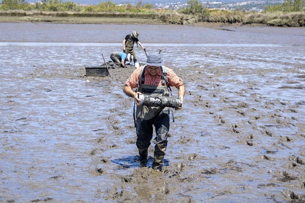 Alejandro Cearreta collecting core samples in the Mondego Estuary, Portugal
